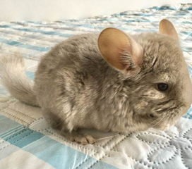 龙猫市场价格范围概览