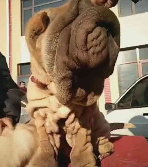 沙皮狗市场价格概述