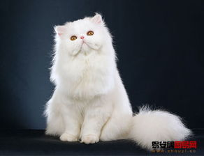 波斯猫市场价格范围