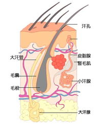 腋臭手术费用构成与影响因素