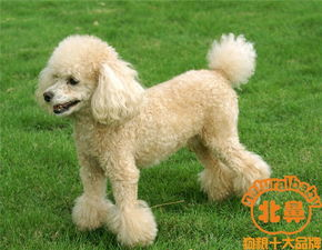 贵宾犬市场价格概览