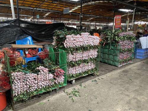 99朵玫瑰的市场价格区间