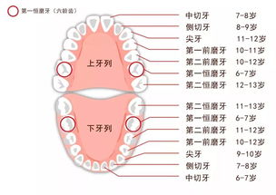 现在换一颗牙的价格构成与影响因素