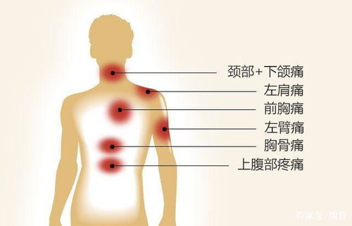 心脏的医学价值与市场价格