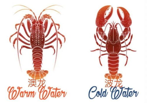 澳洲龙虾市场价格概览