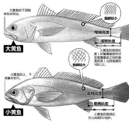 黄鱼市场价格概况