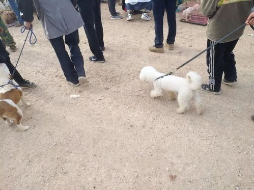 比熊犬市场价格区间