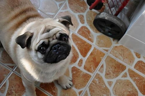 八哥犬市场价格概述