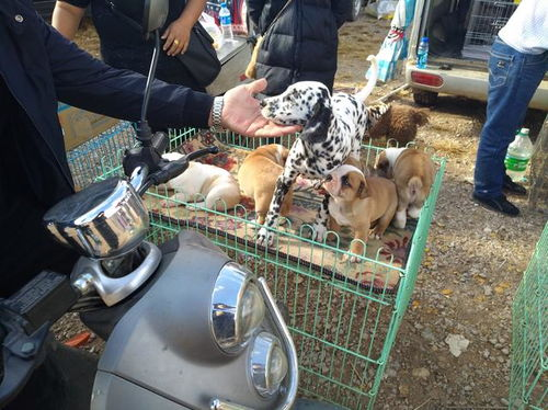 斑点狗市场价格概述
