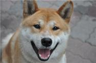 秋田犬市场价格概述