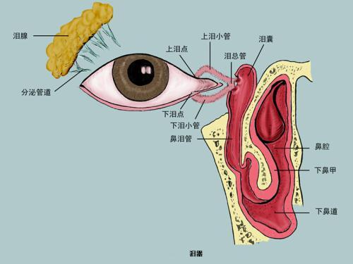 整鼻子手术的价格构成与基本范围