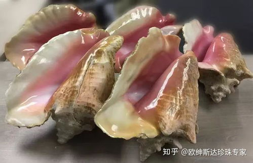 海螺珠的市场价格区间
