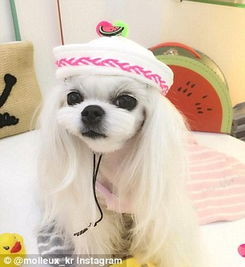 马尔济斯犬市场价格概览