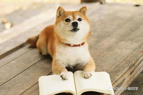 茶杯狗市场价格解析