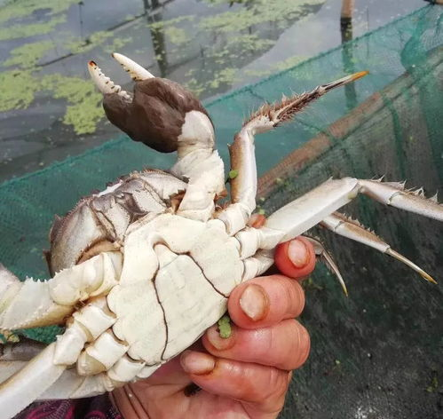阳澄湖大闸蟹市场价格概览