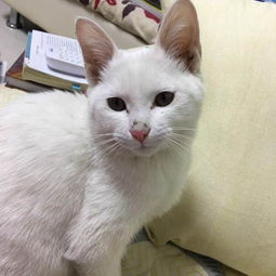 猫的市场价格范围