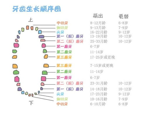 牙齿价格影响因素分析