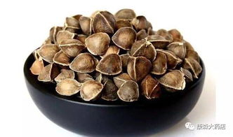 三、辣木籽食用注意事项