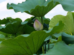 一、荷叶减肥的原理