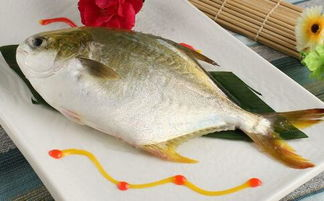 一、清水瘦身鱼的介绍