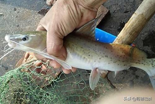 二、清水瘦身鱼的营养价值