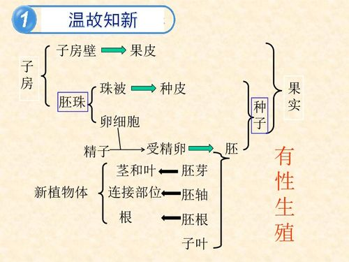 第一章：落地选择与前期发育策略