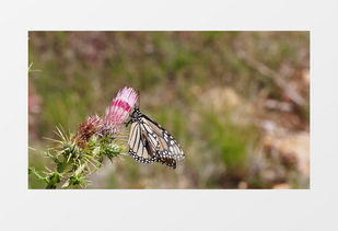 二、免费观看高清花蝴蝶视频的途径