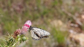 五、高清花蝴蝶视频的后期处理