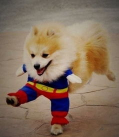 五、狼群神马手机免费影院的安全性问题