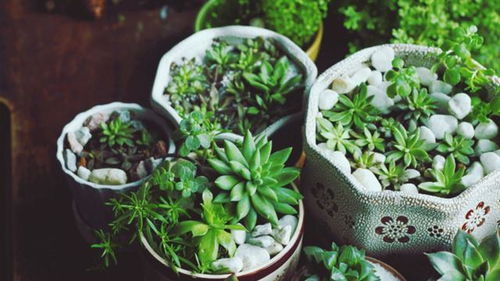 二、游戏中的植物种类与功能