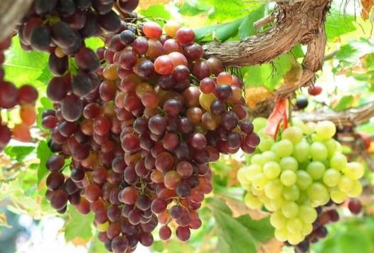 一、葡萄成熟时的生物学奥秘