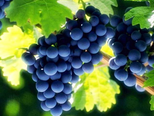 二、葡萄成熟时的文化意义