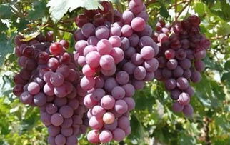 三、葡萄成熟时的艺术表现