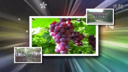 五、葡萄成熟时的旅游体验