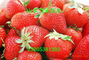 一、草莓永久地域网名的含义