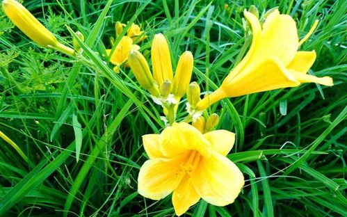 一、忘忧草影视的优势与特点