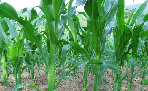 二、如何高效使用忘忧草影视