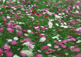 一、野花高清视频的魅力