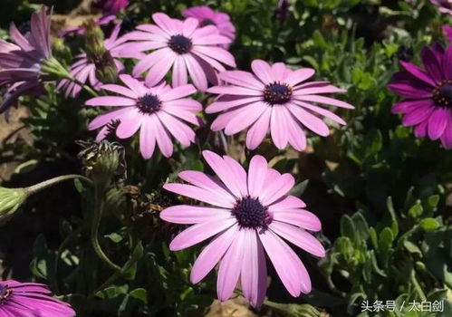 二、如何找到优质的野花高清视频