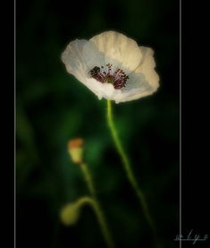 一、花间的养生奥秘