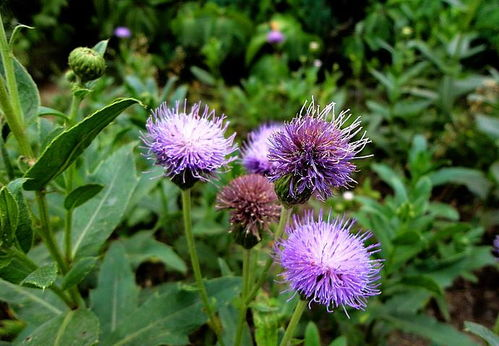 一、选择合适的野花种类