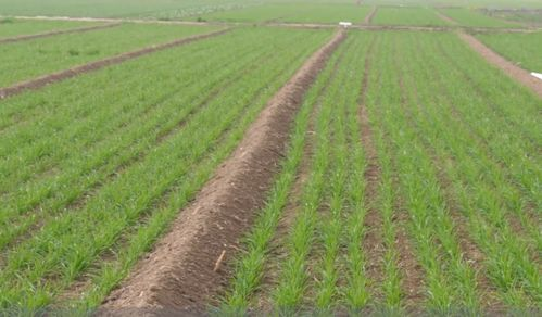 三、正确播种与种植