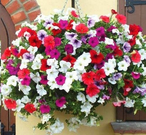 四、野花的修剪与维护