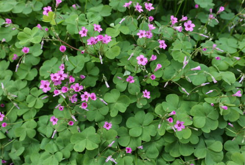 五、野花种植的环保意义