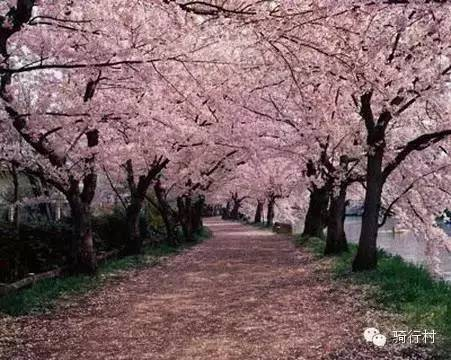 一、樱花平台的独特优势
