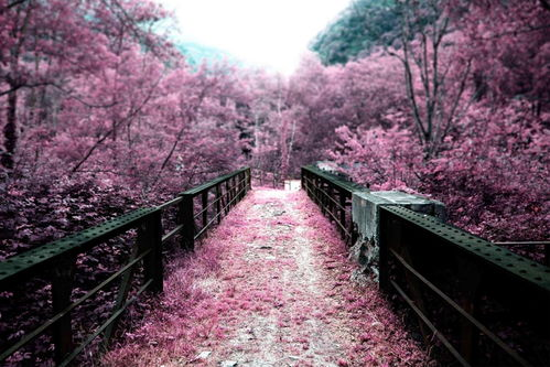 五、樱花平台的个性化推荐