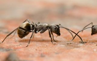 四、蚂蚁BT的安全性问题