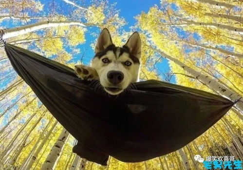 二、小兔兔背后的寓意