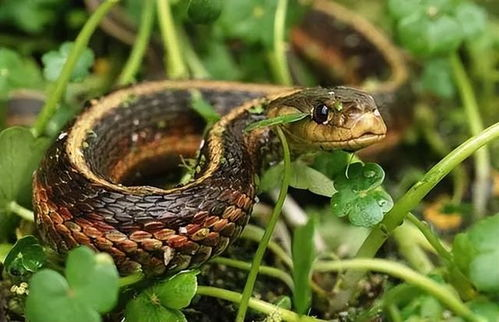 二、蛇类在人类文化中的象征意义