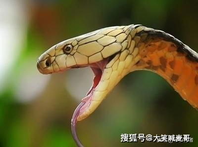 三、人蛇大战的现实版：生物防治与蛇类保护